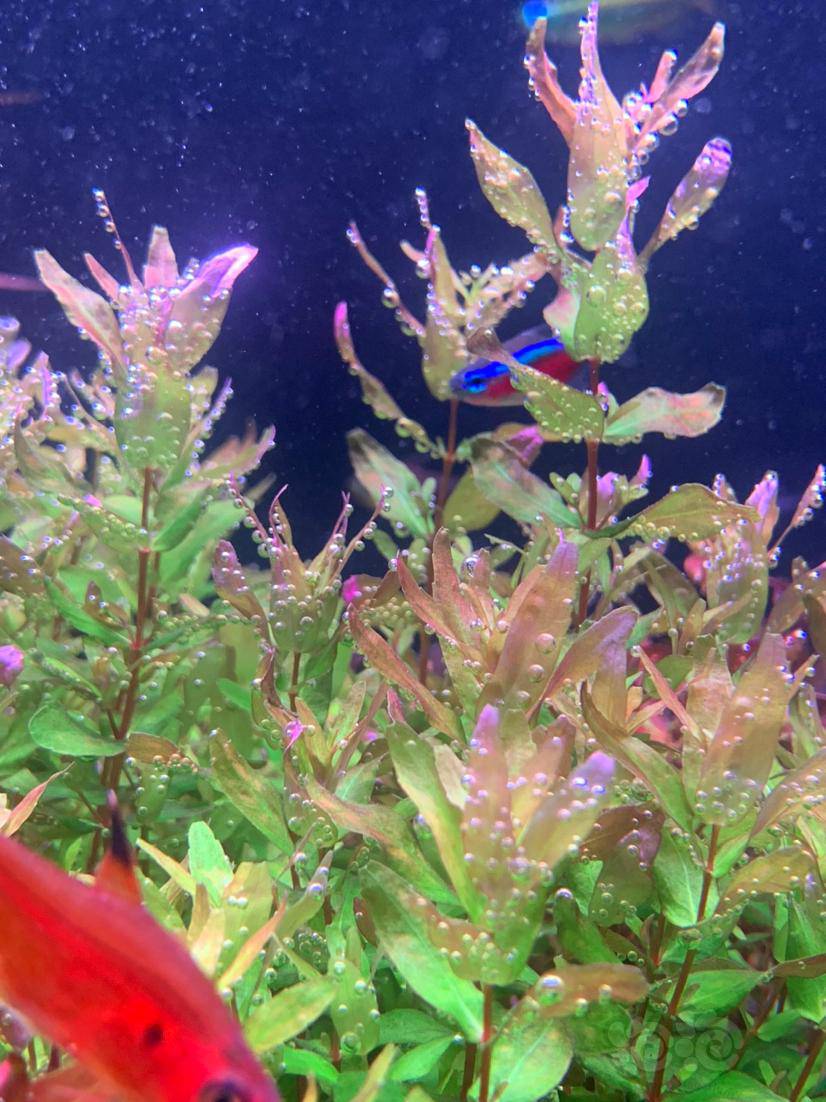 出迷你古精,老虎椒,迷你绿蝴蝶-图3