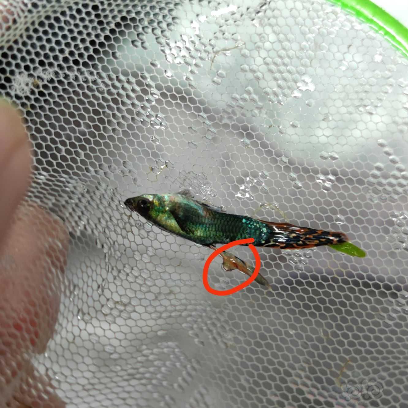 求帮看孔雀鱼鱼鳍上有类似泡/瘤一样的凸起-图4