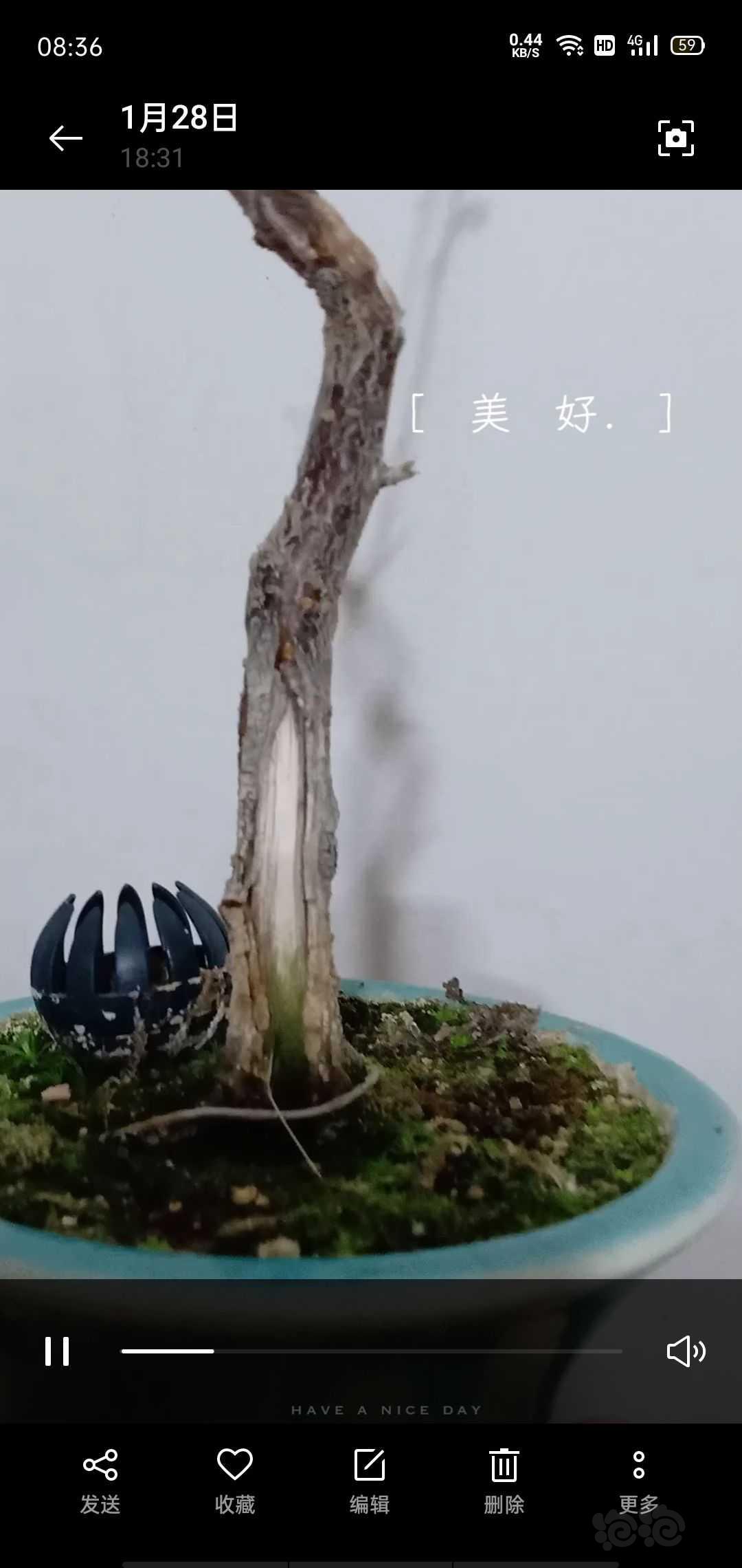 【盆栽】绿梅-图3
