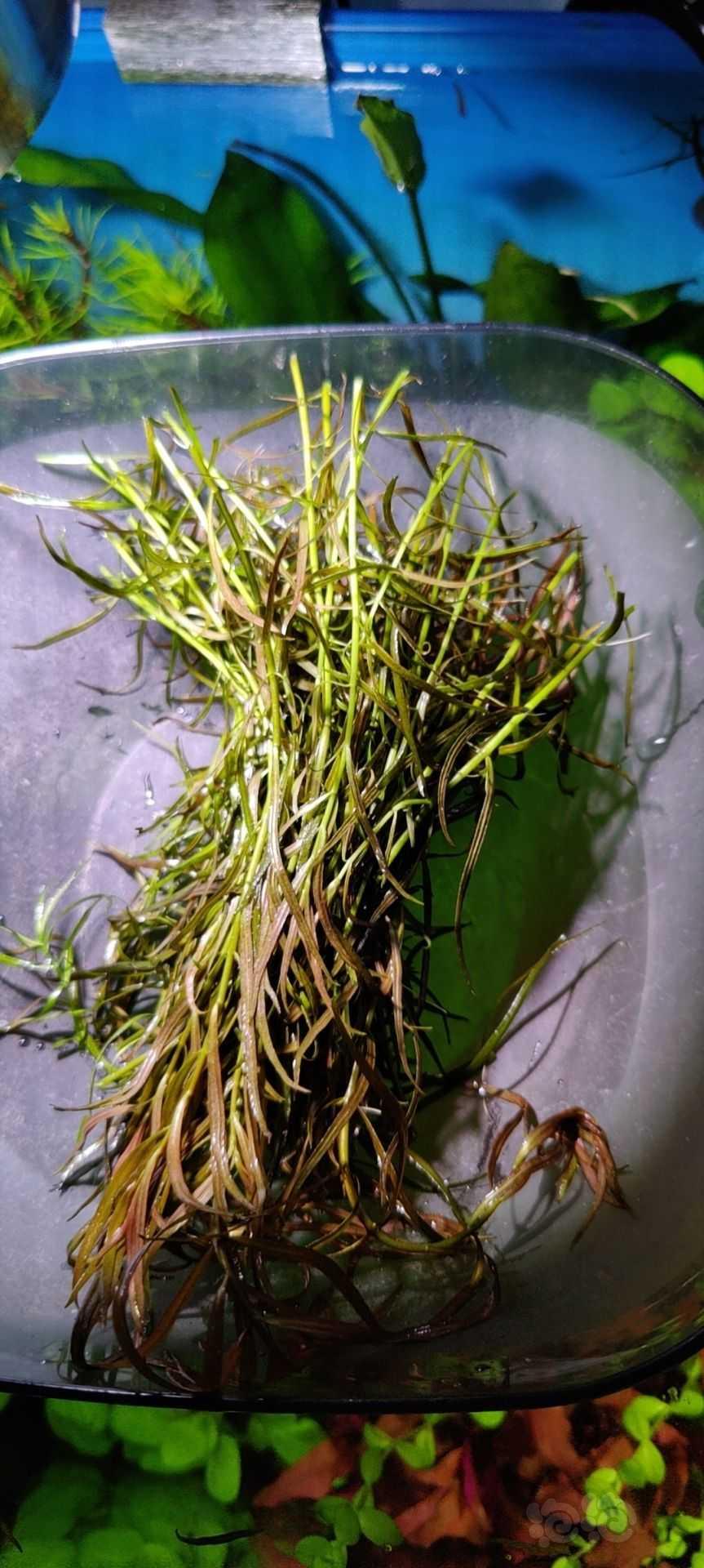 【出售】阳性水草，连根拔-图1