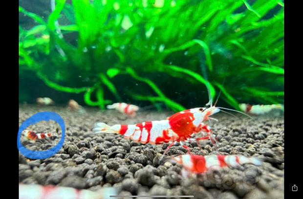 求问一下鑫鑫，这种红白小虾为何出现黑色斑纹，基因返租是不是-图1
