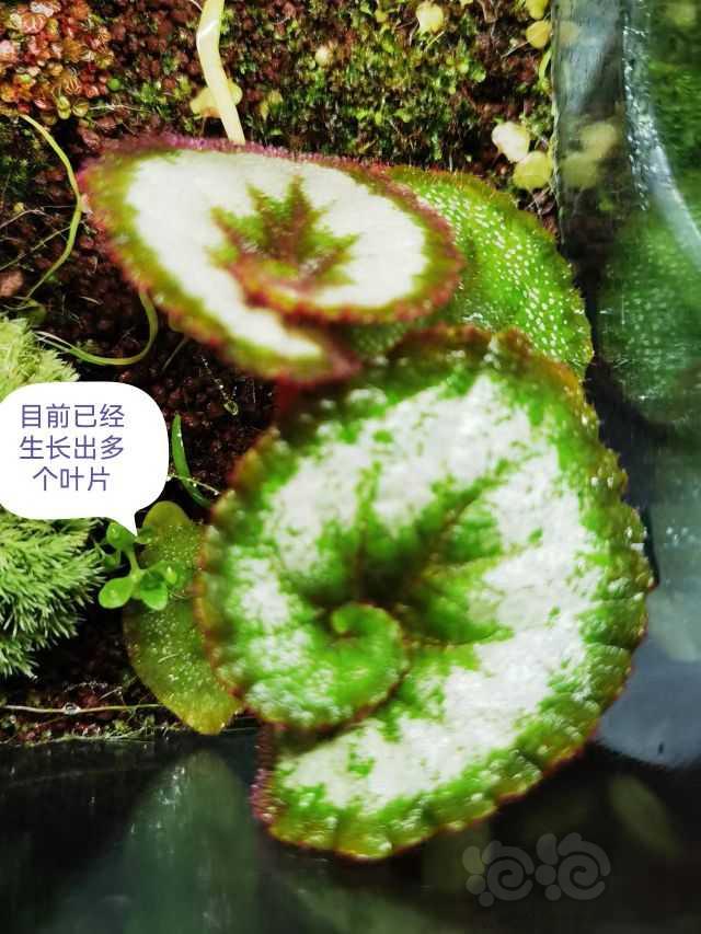 【建缸日记】秋海棠叶片扦插-图3