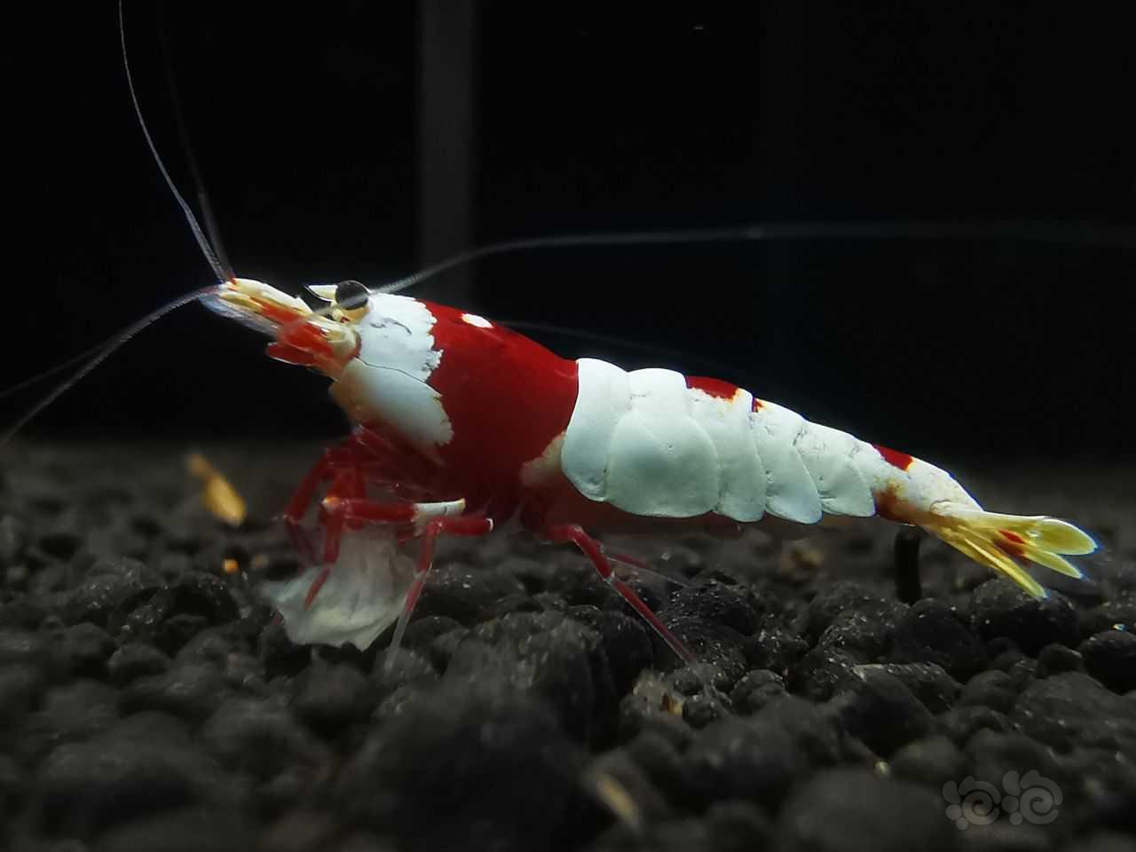 红白虾随拍-图1