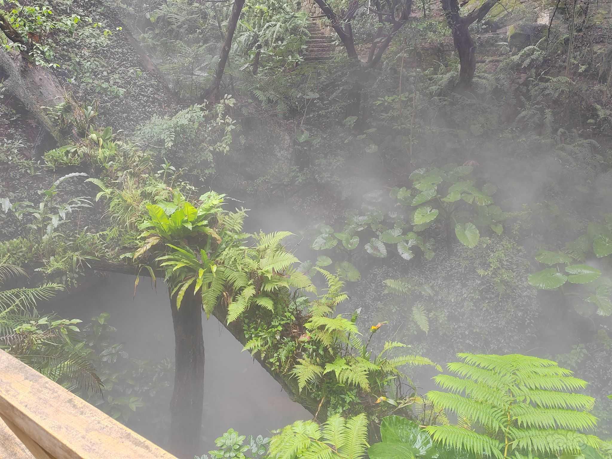 【雨林】在真正的雨林汲取灵感😆😌-图7