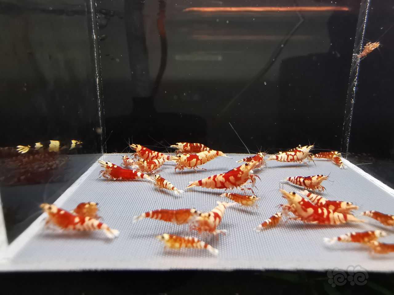 【水晶虾】出两组红花虎 翻缸这个血不养了-图3