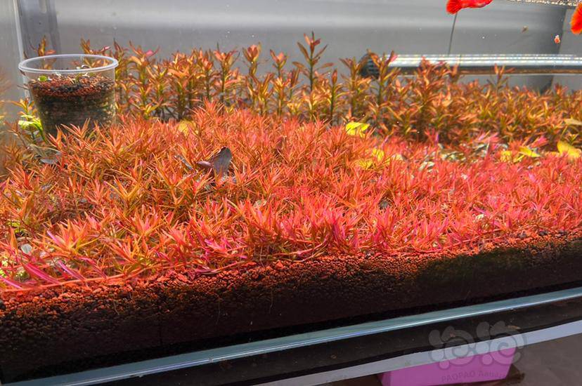 【出售】ada睡莲(秘鲁夜开),血宫廷-图4