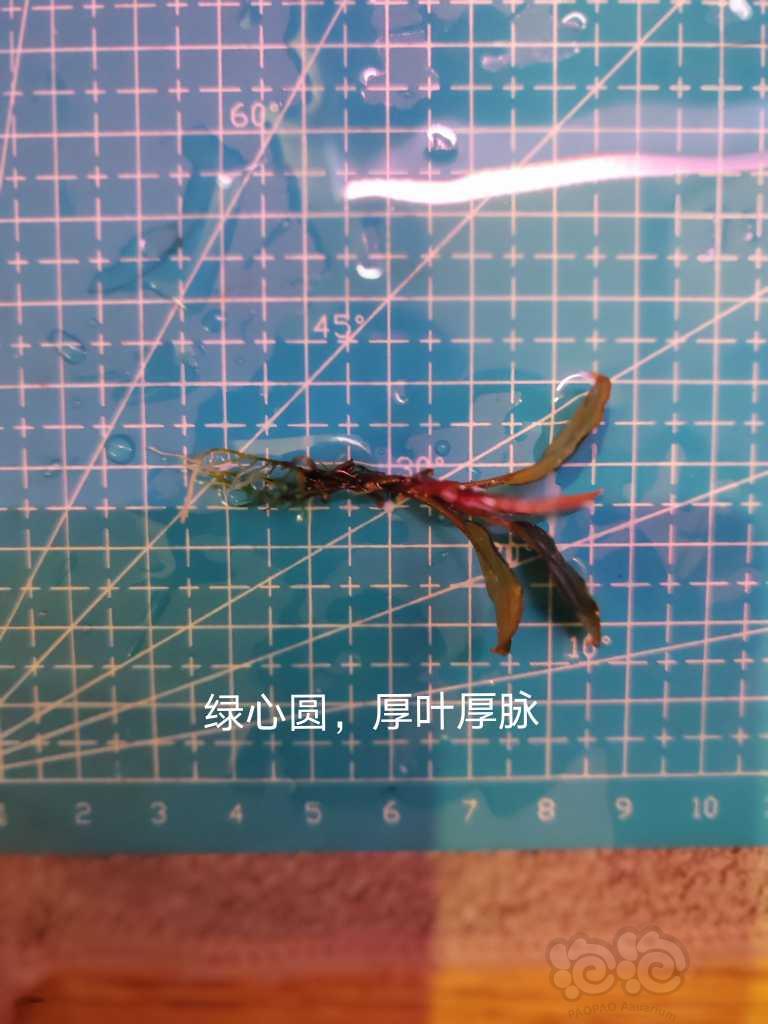 【水草】2023-01-9#RMB拍卖#  数码圆叶，绿心圆，等组合-图9