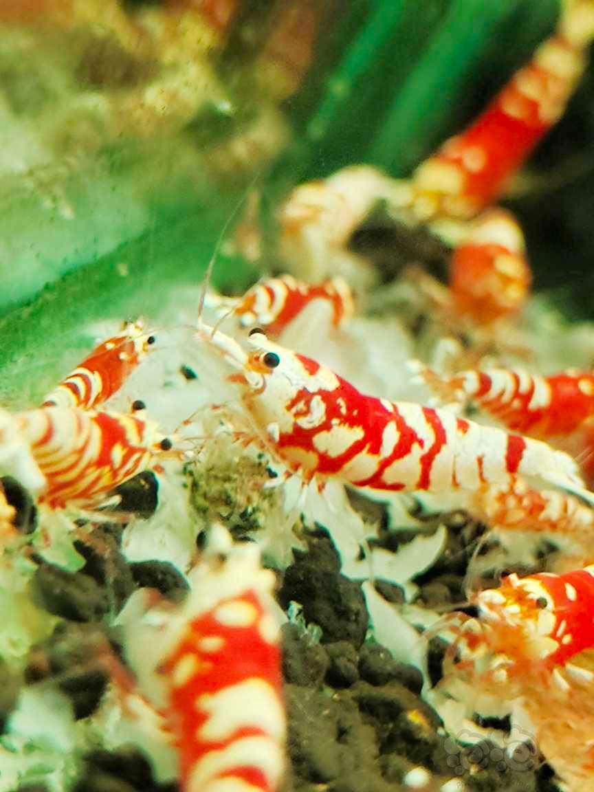 水晶虾-图3