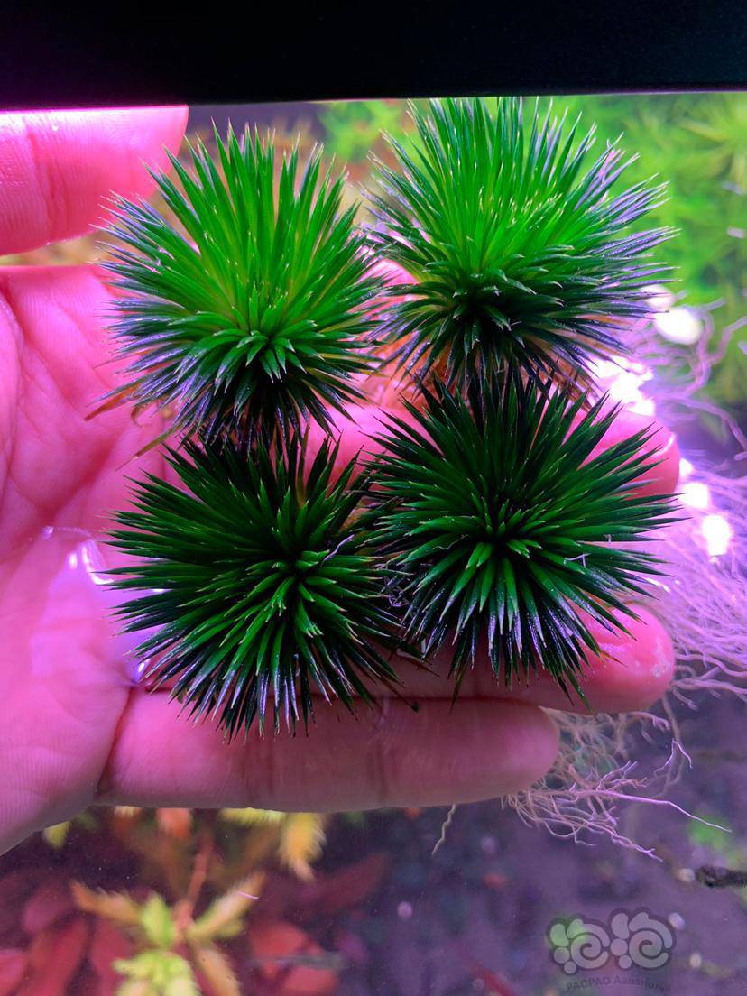 出迷你古精,老虎椒,迷你绿蝴蝶-图1