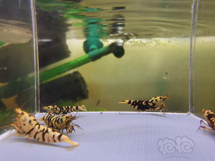 【虾】2023-02-27#RMB拍卖黑花虎成虾一组6只-图3