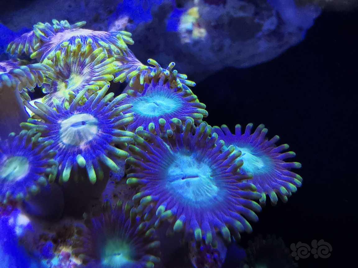 华为微距下的珊瑚-图4