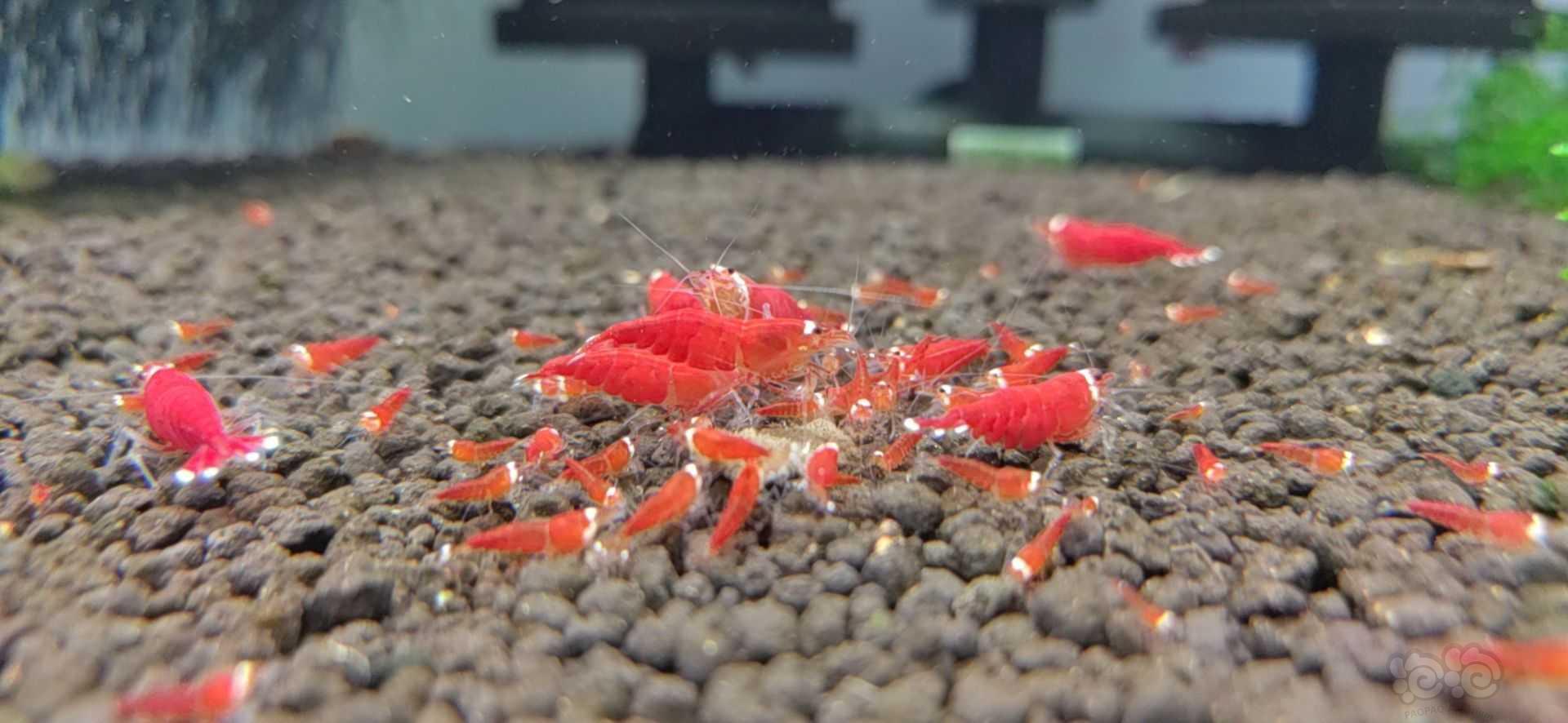 【水晶虾】圣诞红水晶虾-图1