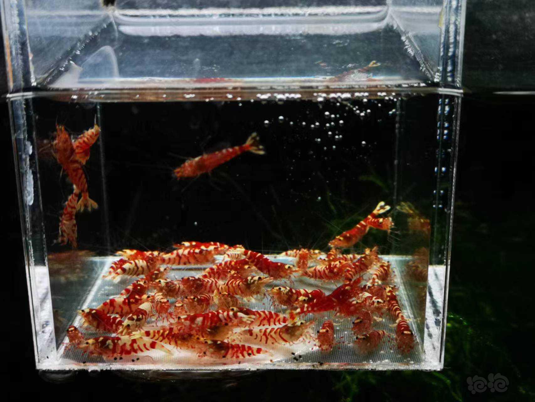 【虾】2023-02-21#RMB拍卖红花虎-图2