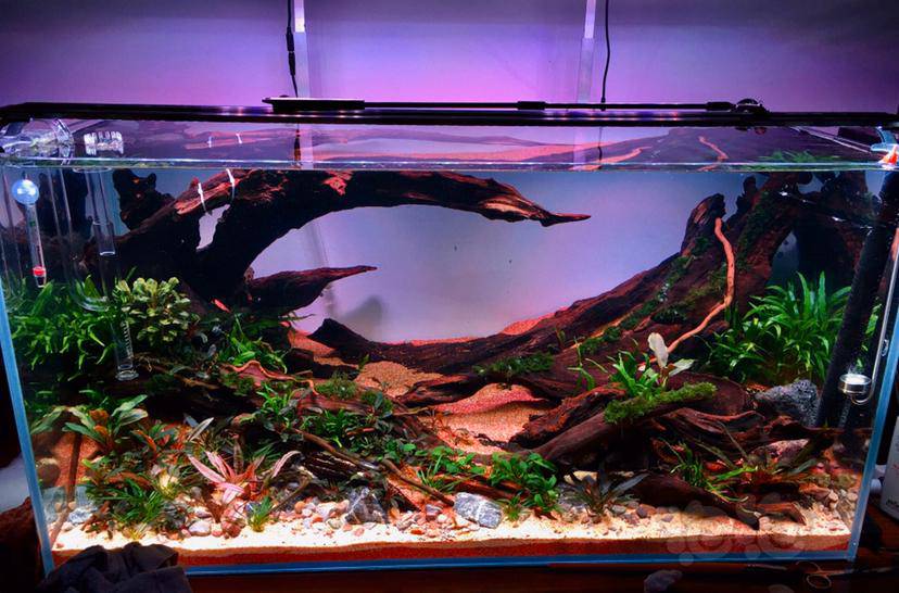 草缸造景的紫柚木-图3