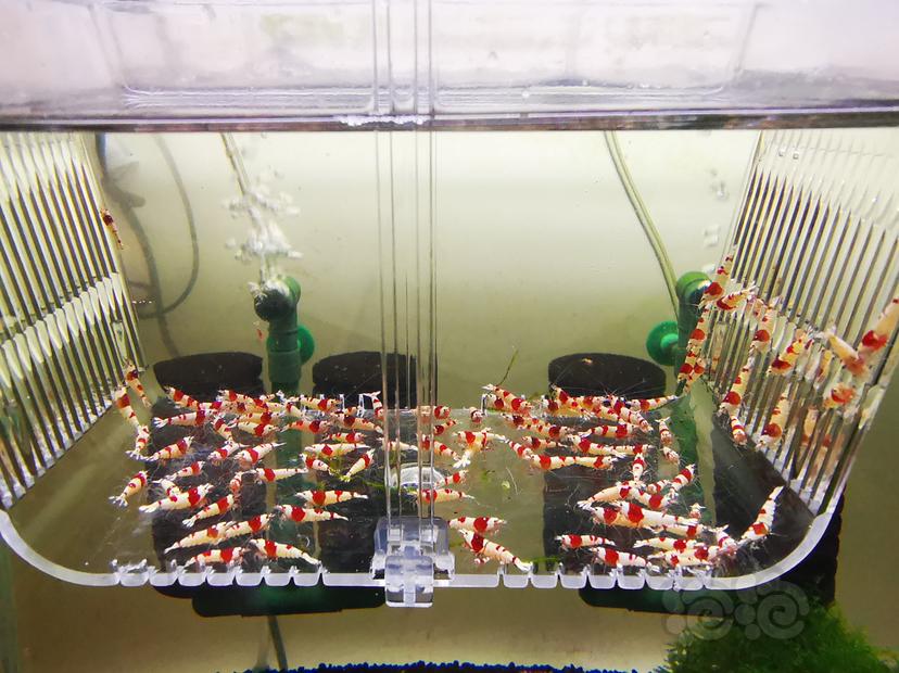 【虾】2023-02-28#RMB拍卖红白幼虾一组100只-图3