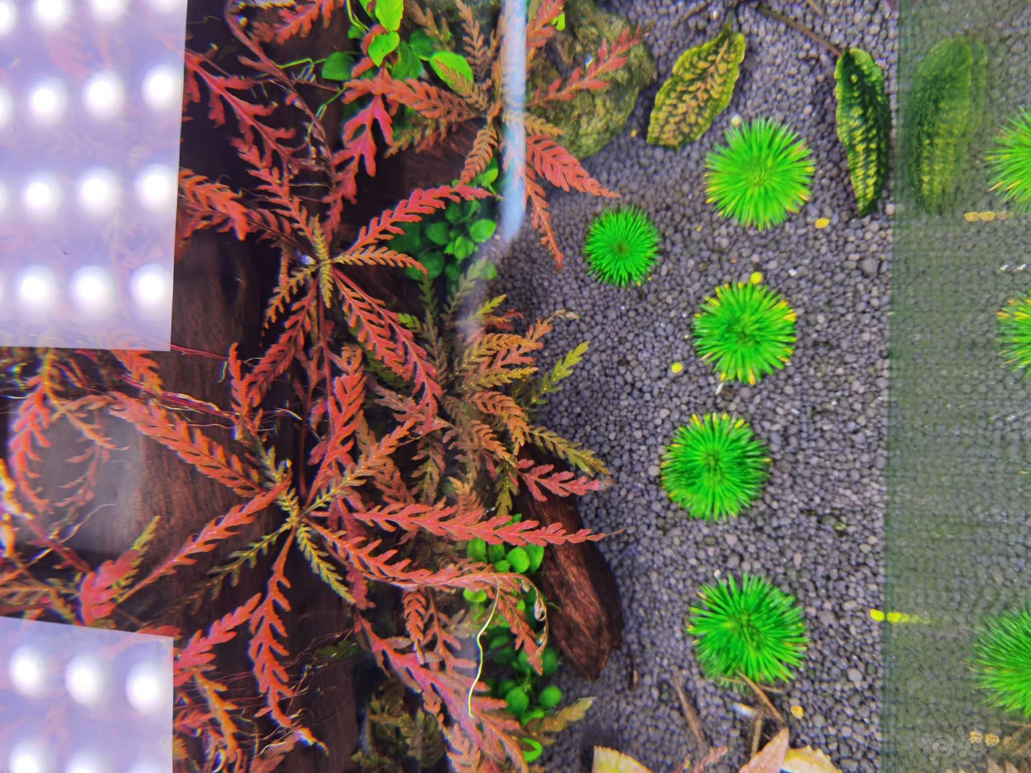 草缸除藻-图2
