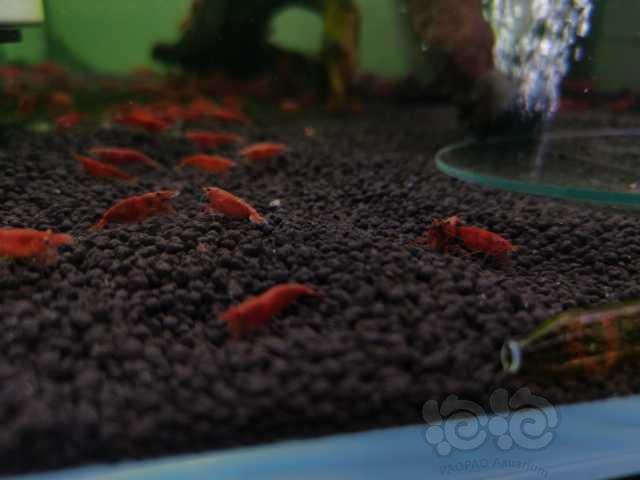 长沙出售极火虾，种虾，可以繁殖，大尺寸长期定水，1.4元一个-图4