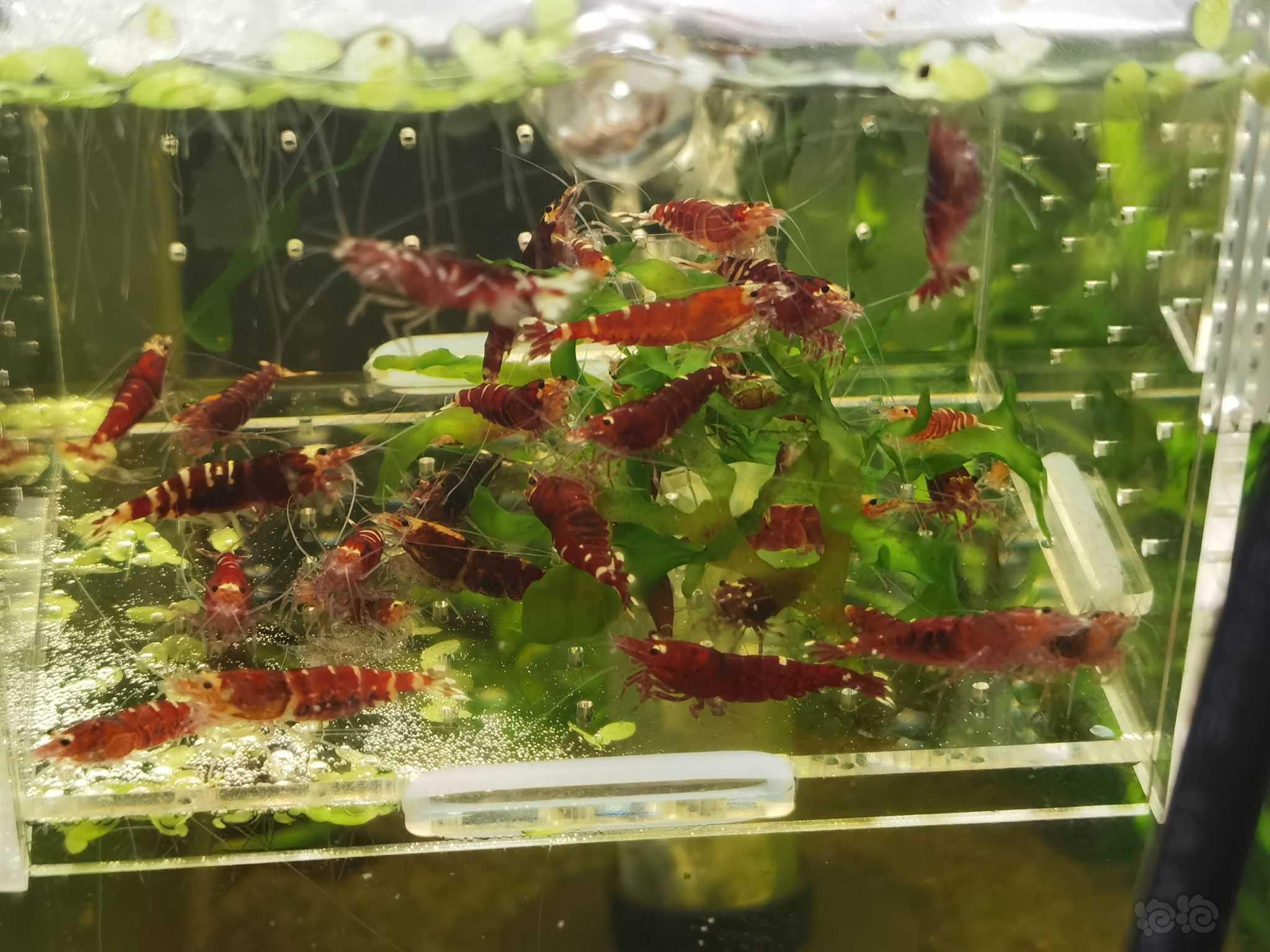 【水晶虾】出金属红水晶虾-图1