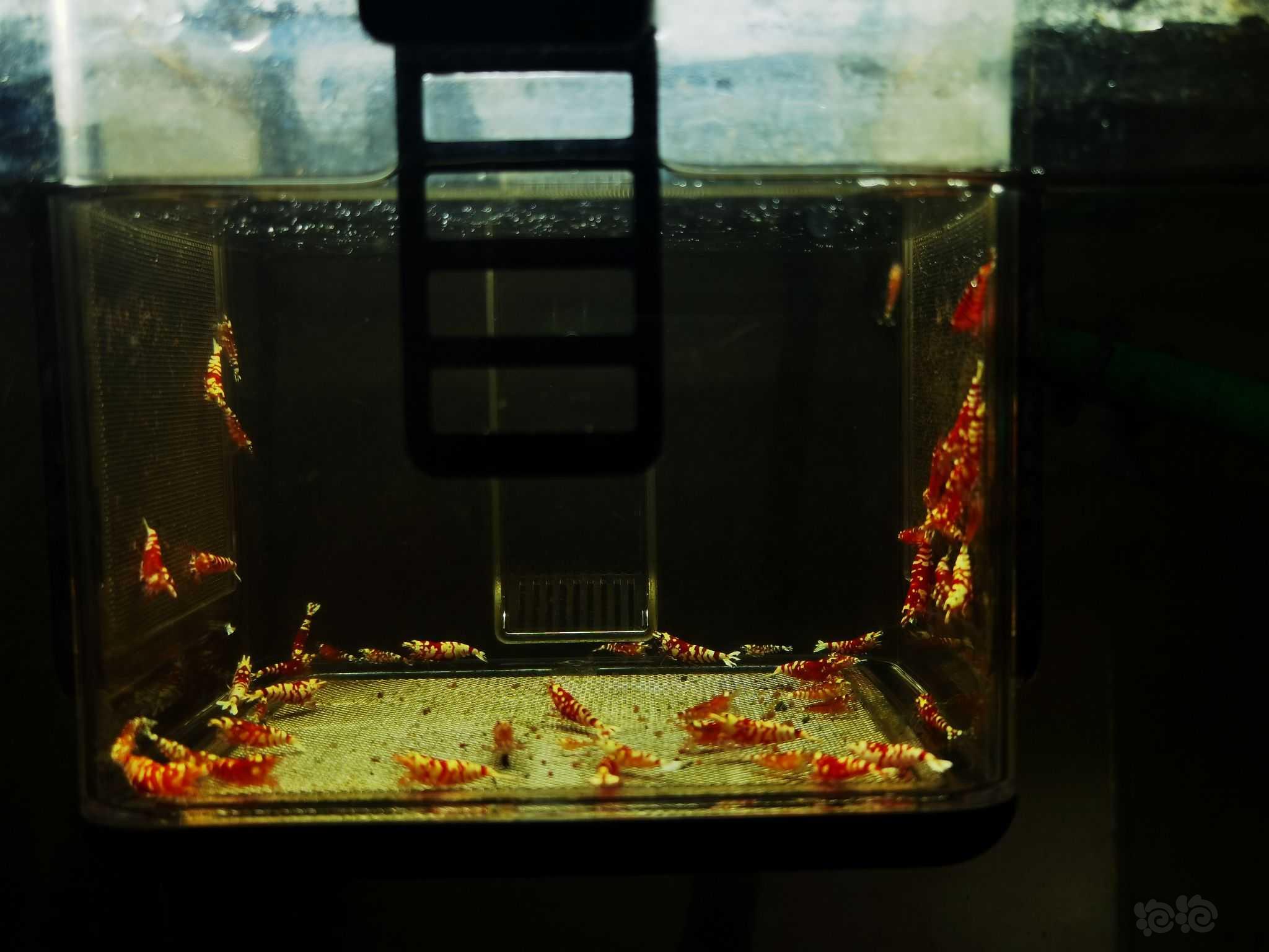 【虾】2023-02-24#RMB拍卖红花虎（Mars血统系统）-图2