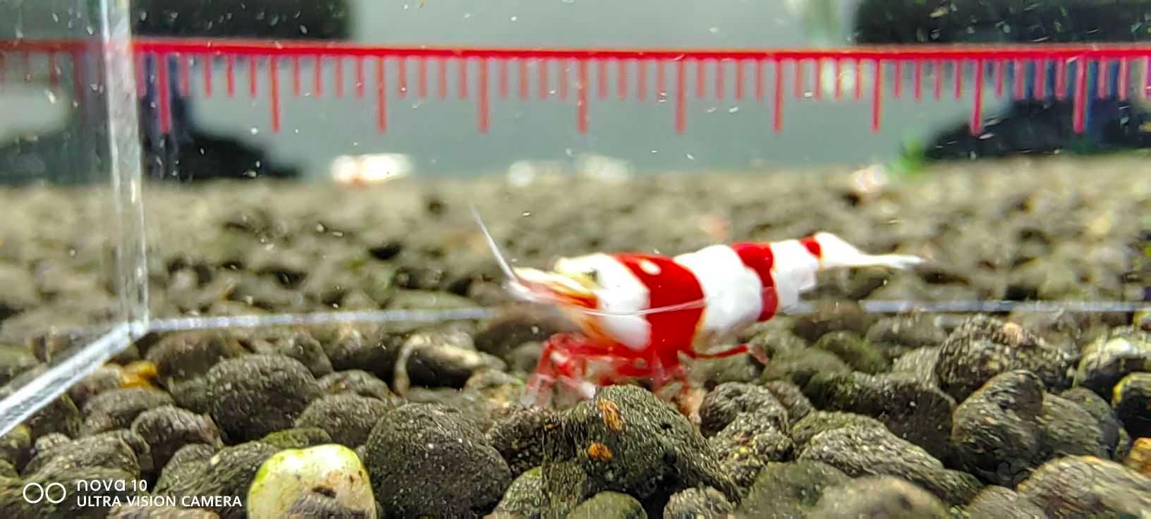 【水晶虾】出售红白三段水晶虾-图3