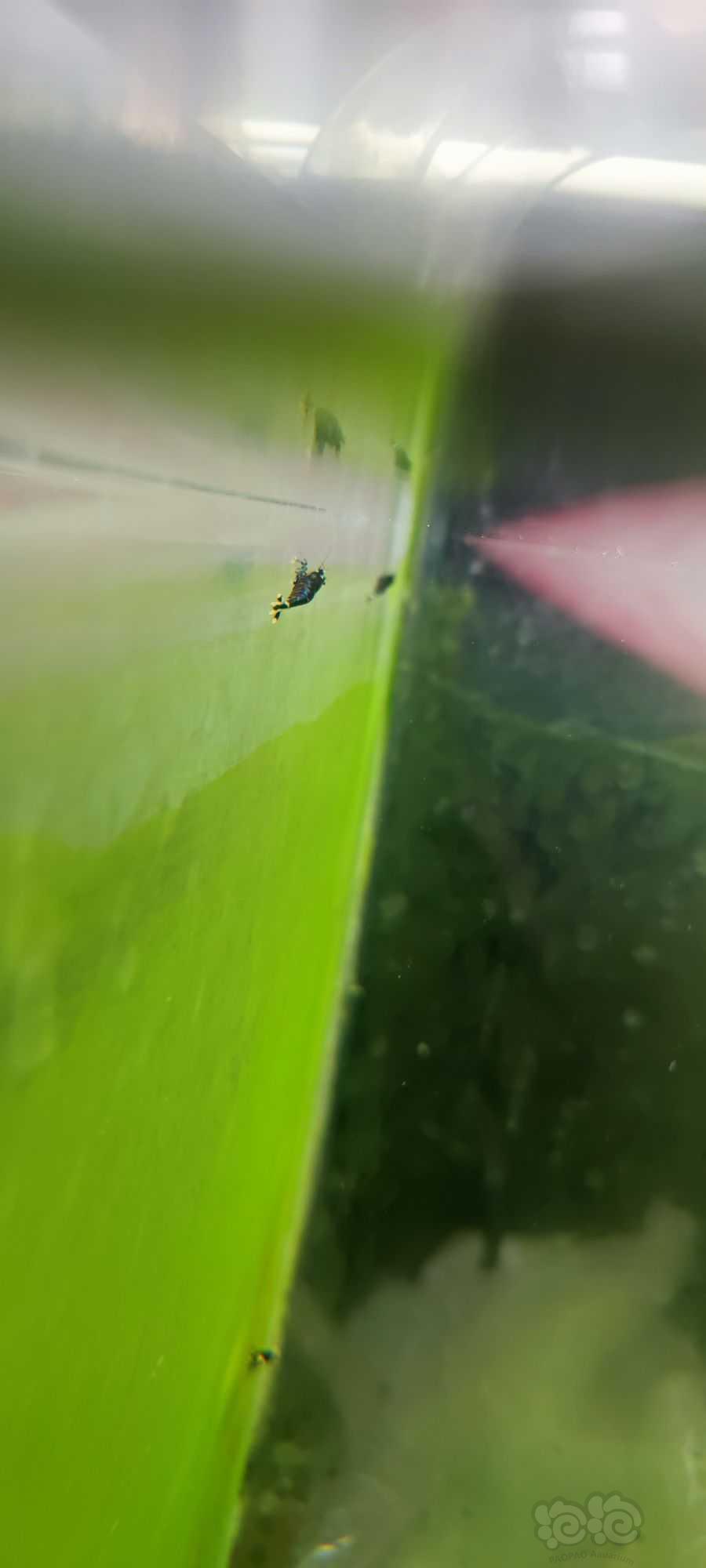 【水晶虾】退坑打包出红银河金属紫-图8