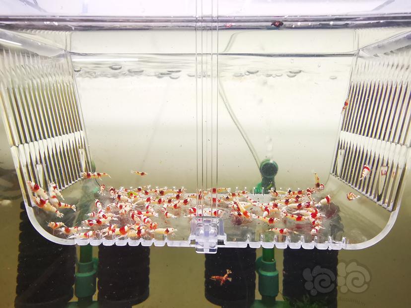 【虾】2023-02-26#RMB拍卖红白幼虾一组100只-图2