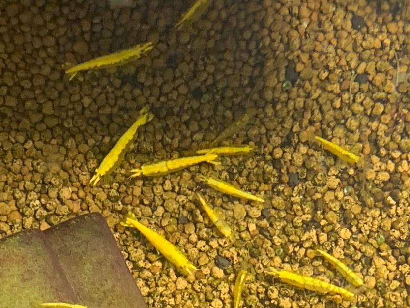 黄黄的虾-图7
