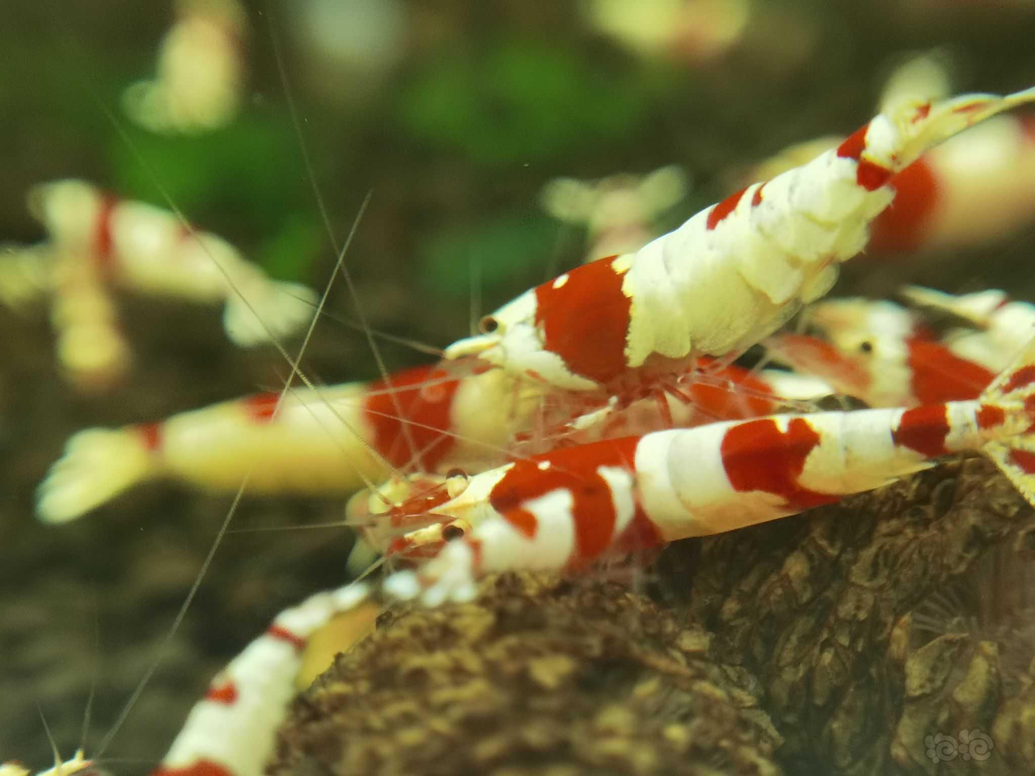 【水晶虾】明码实价出红白水晶虾及白雪公主繁殖组及苗子-图4