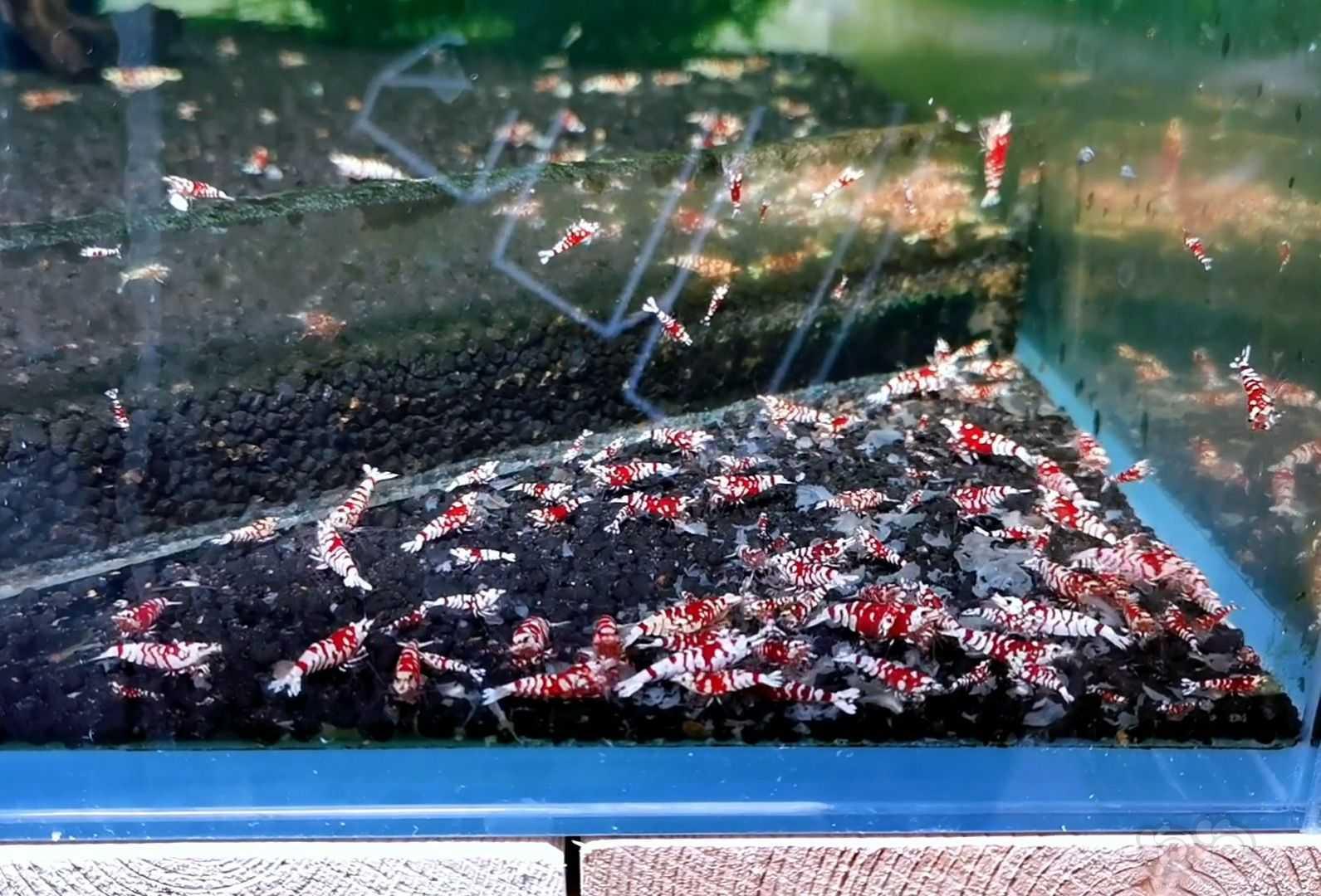 【水晶虾】太极红花虎苗子20一只-图1