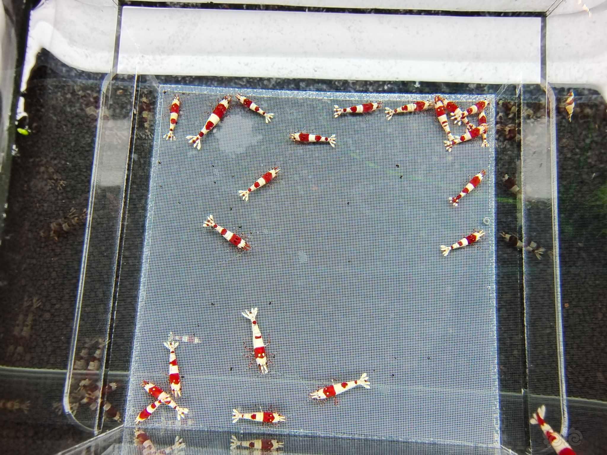 【虾】2023－02－15＃RMB拍卖红白水晶虾20只-图6