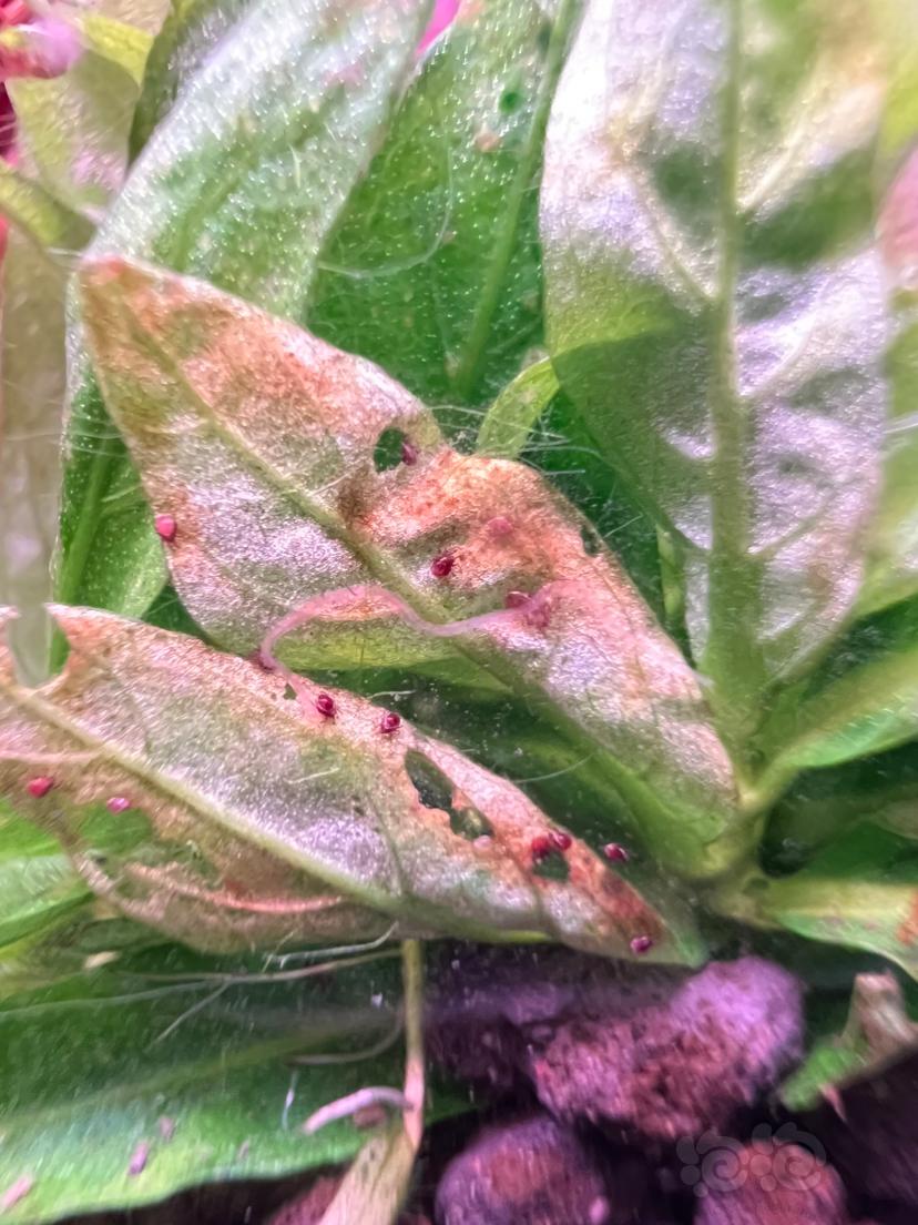 这是什么虫子？红色甲壳虫 还会吃水草？？？？-图4