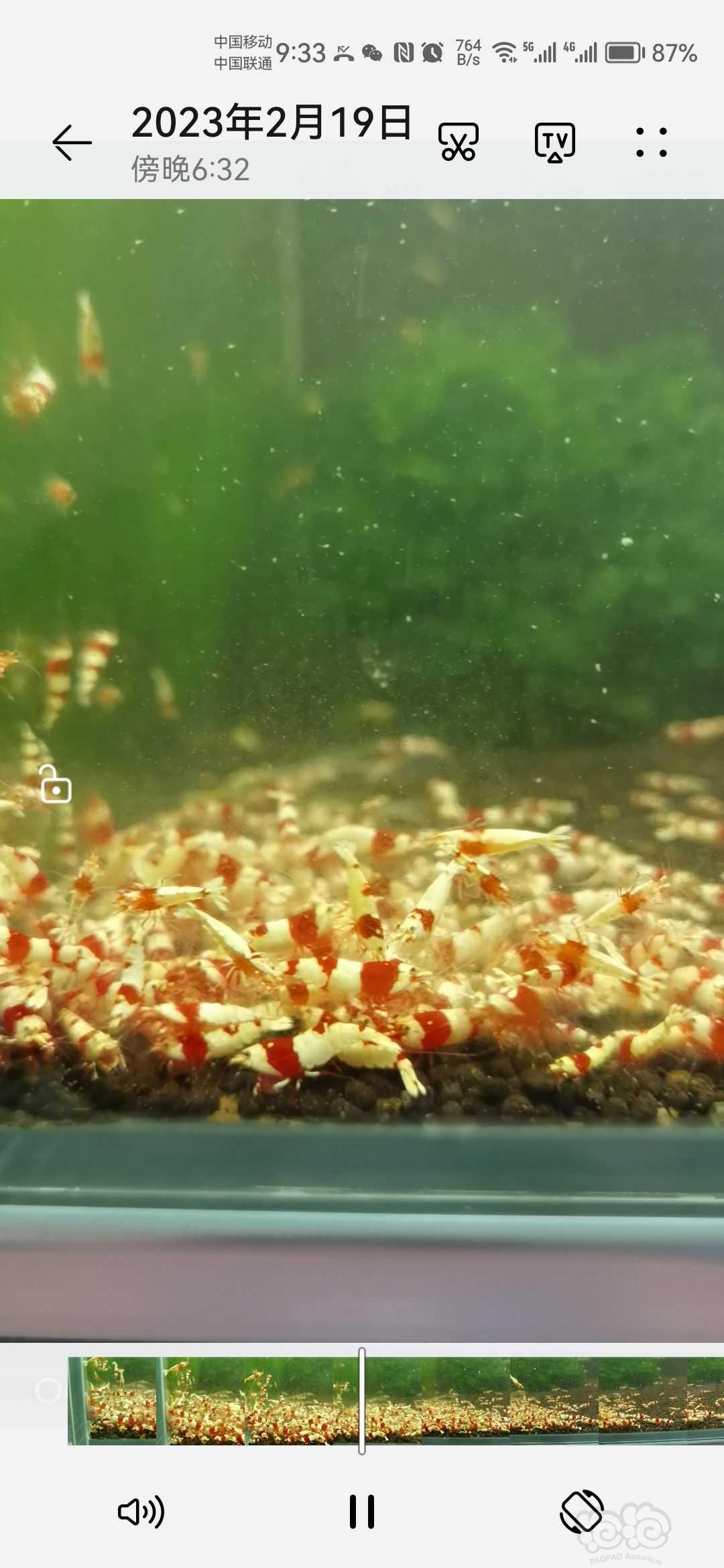 【水晶虾】出普通纯血红白-图1