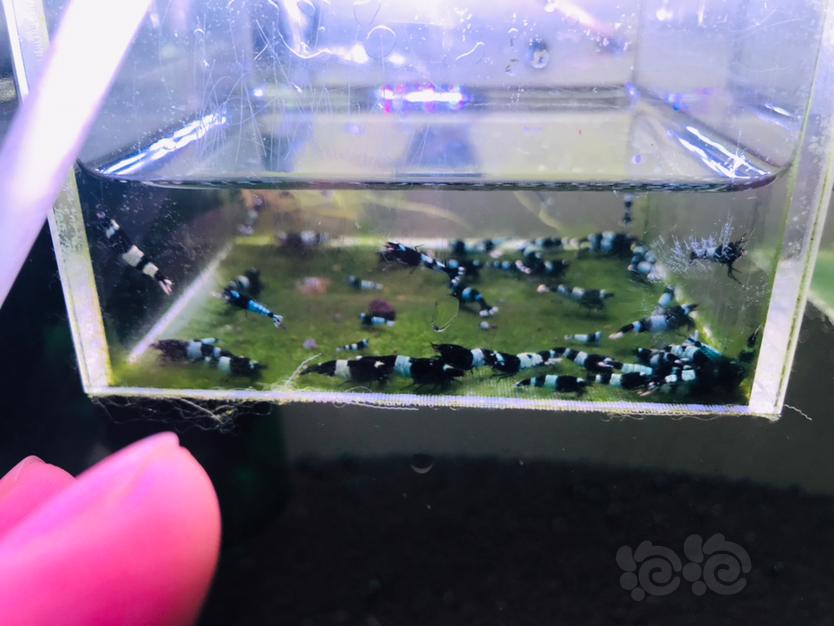 【虾】2023-02-24#RMB拍卖#蓝化黑金刚水晶虾一份30只-图1
