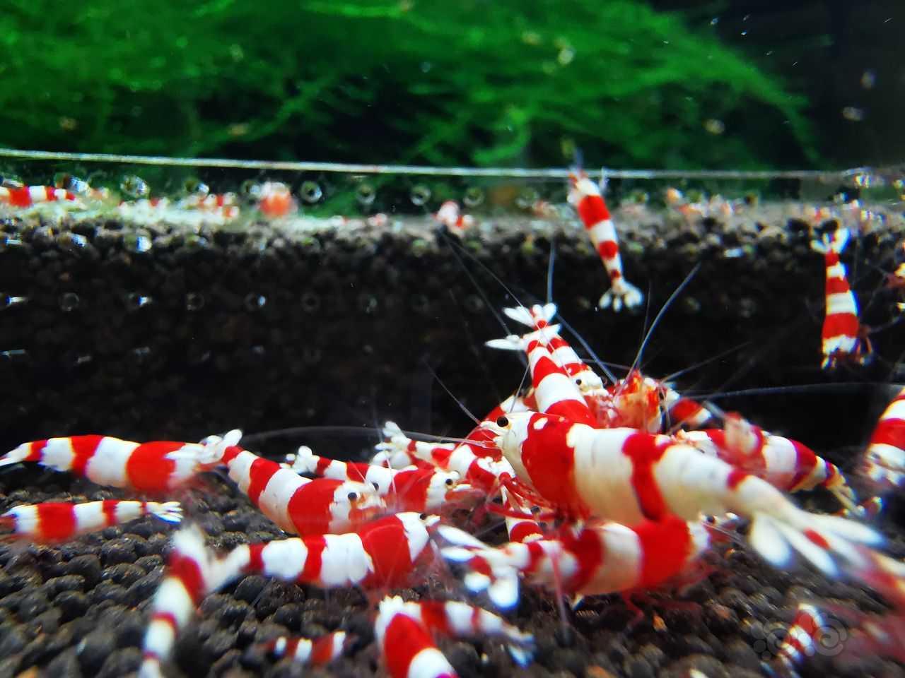 【水晶虾】出两组红白三段小苗-图4