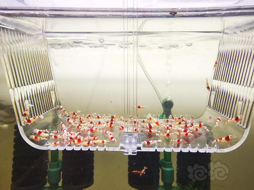 【虾】2023-02-26#RMB拍卖红白幼虾一组100只-图3