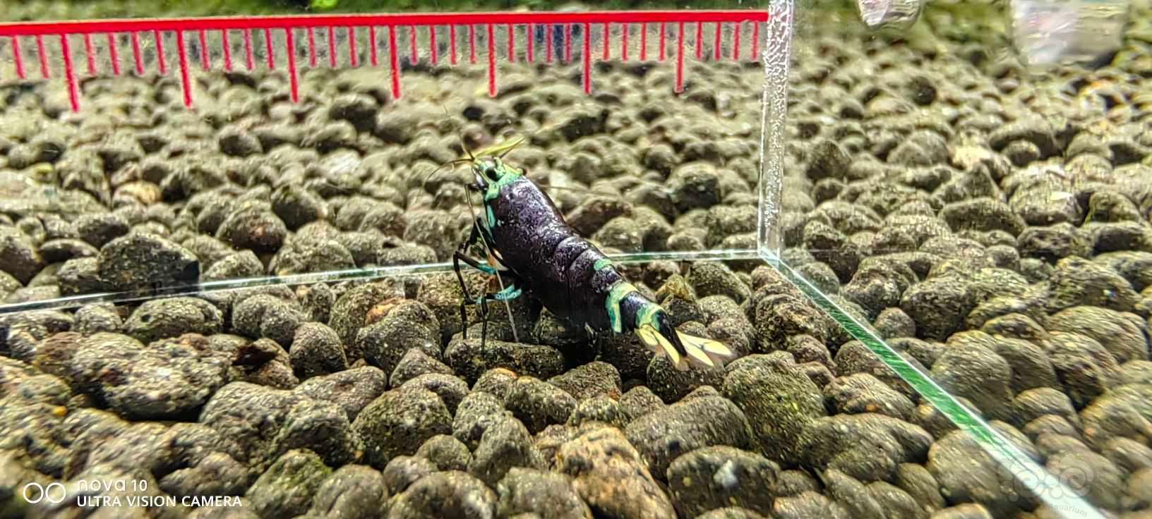【水晶虾】出售金属紫水晶虾-图1