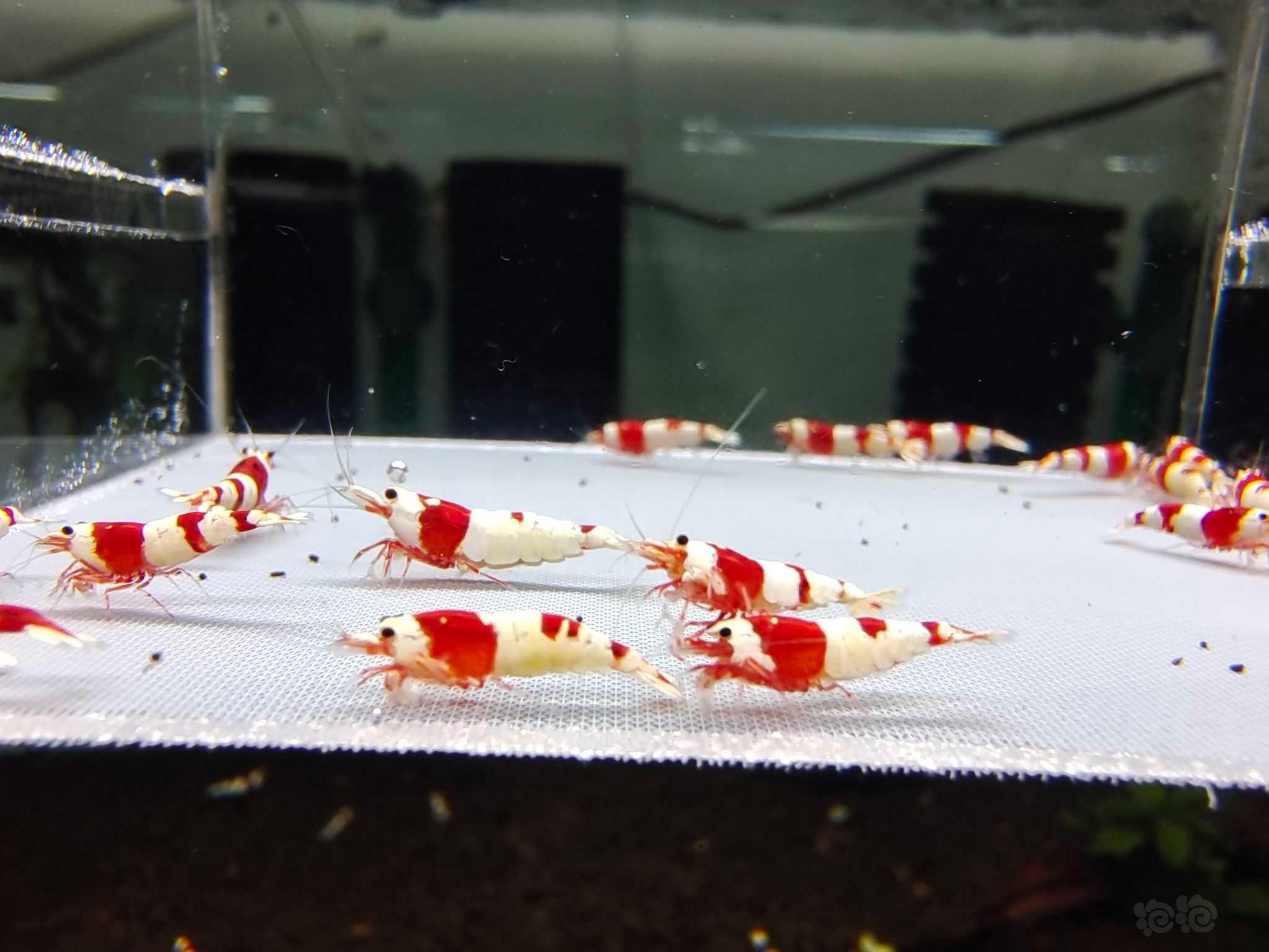 【虾】2023－02－15＃RMB拍卖红白水晶虾20只-图7