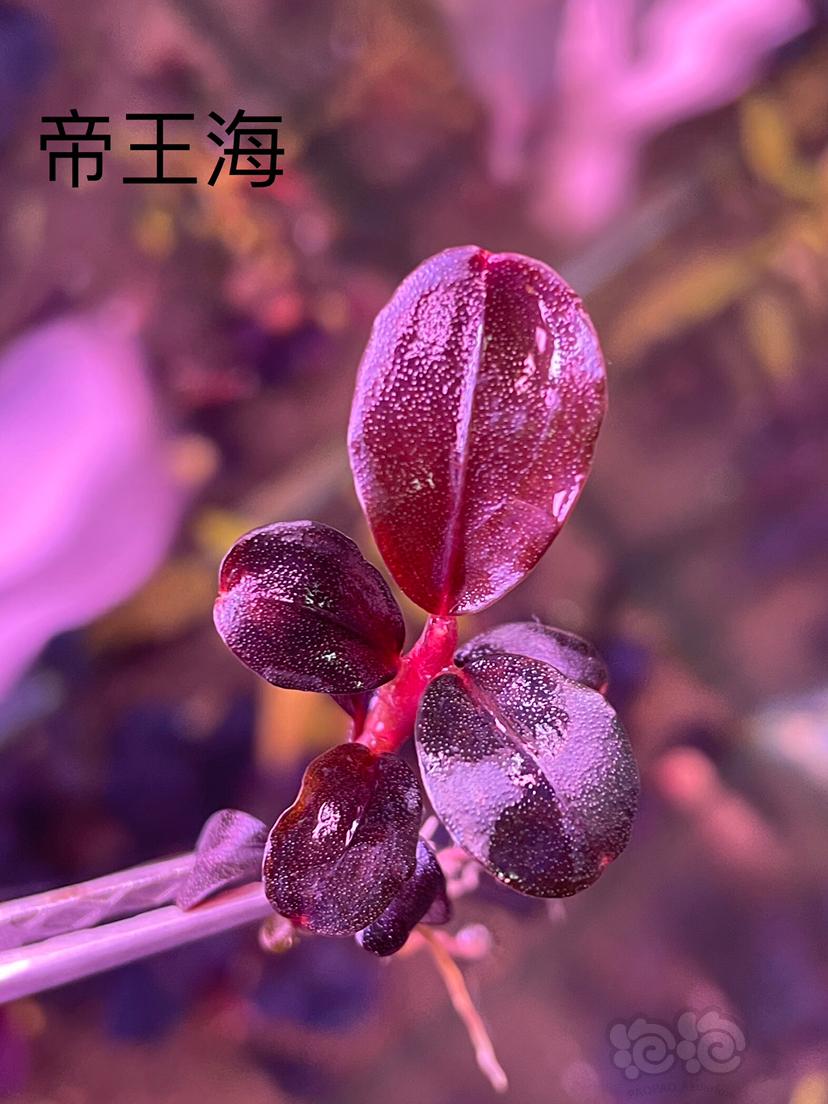 【水草】2023-02-12#RMB拍卖#帝王海 挚友组合-图1