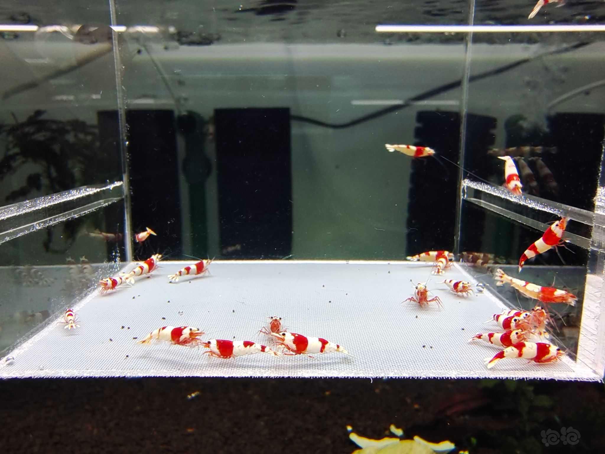 【虾】2023－02－15＃RMB拍卖红白水晶虾20只-图1