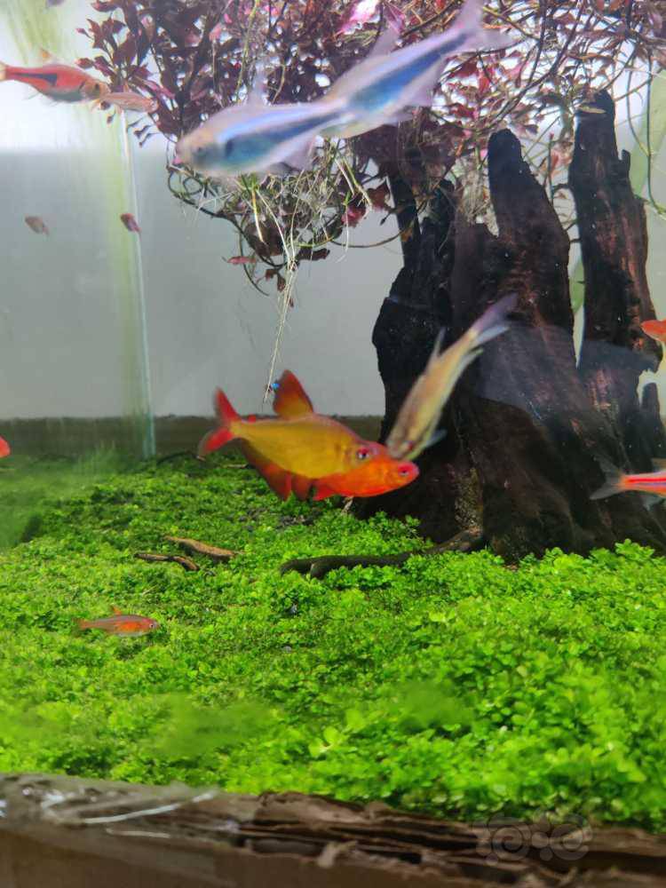 【灯科鱼】养了半年的甜心柠檬