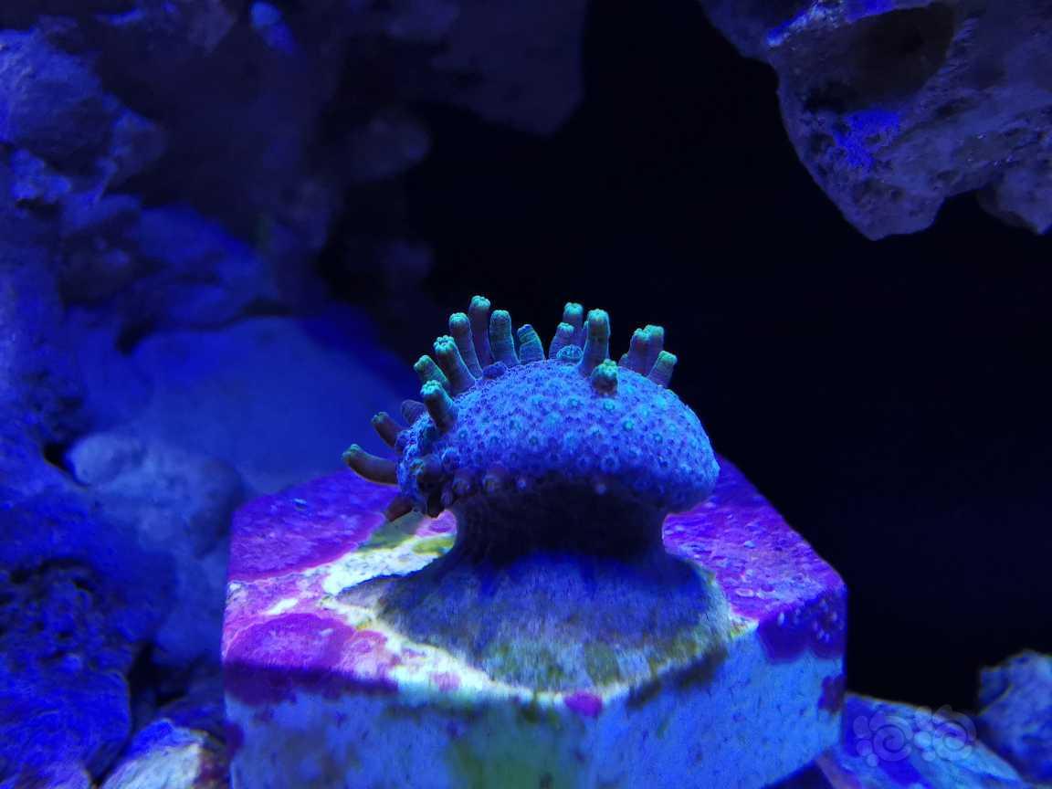 华为微距下的珊瑚-图1