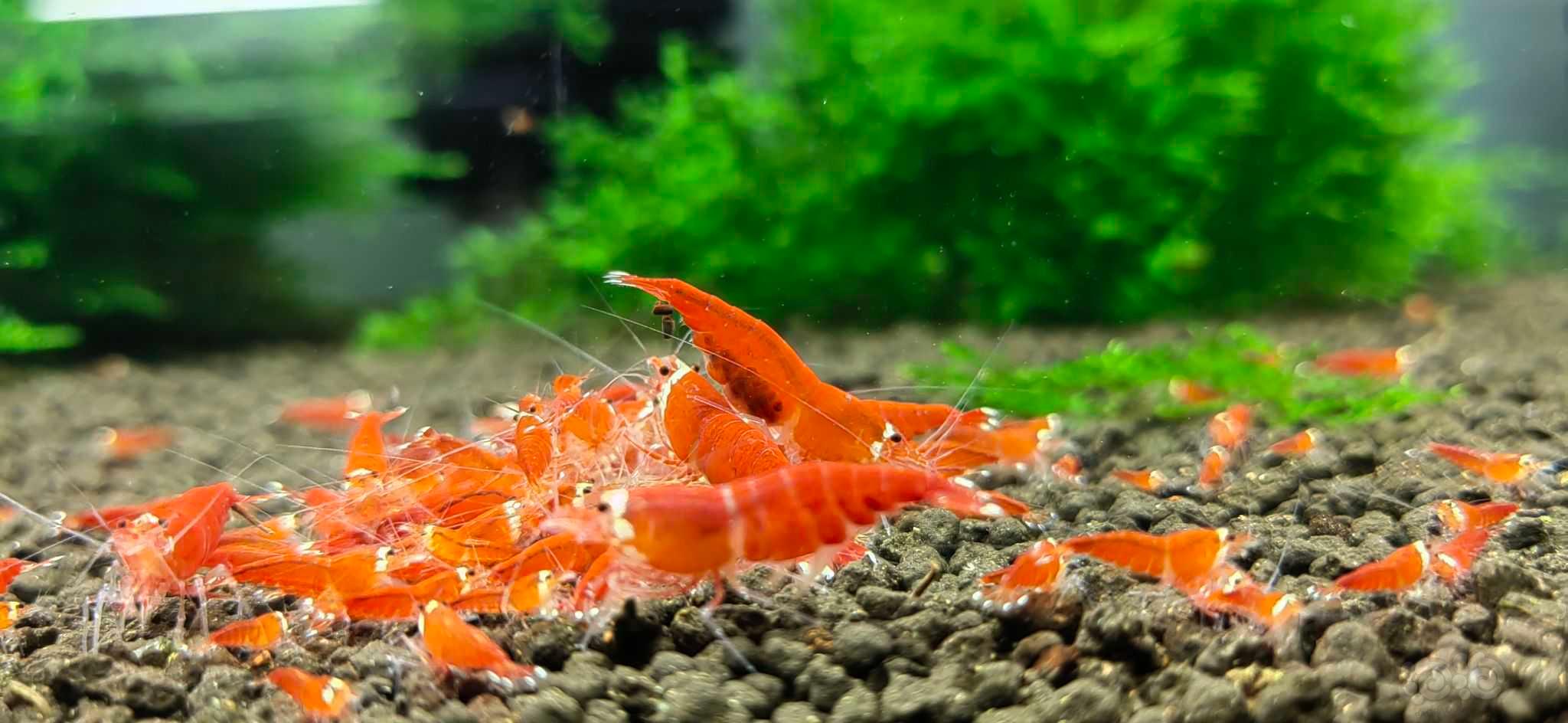 圣诞红水晶虾-图2