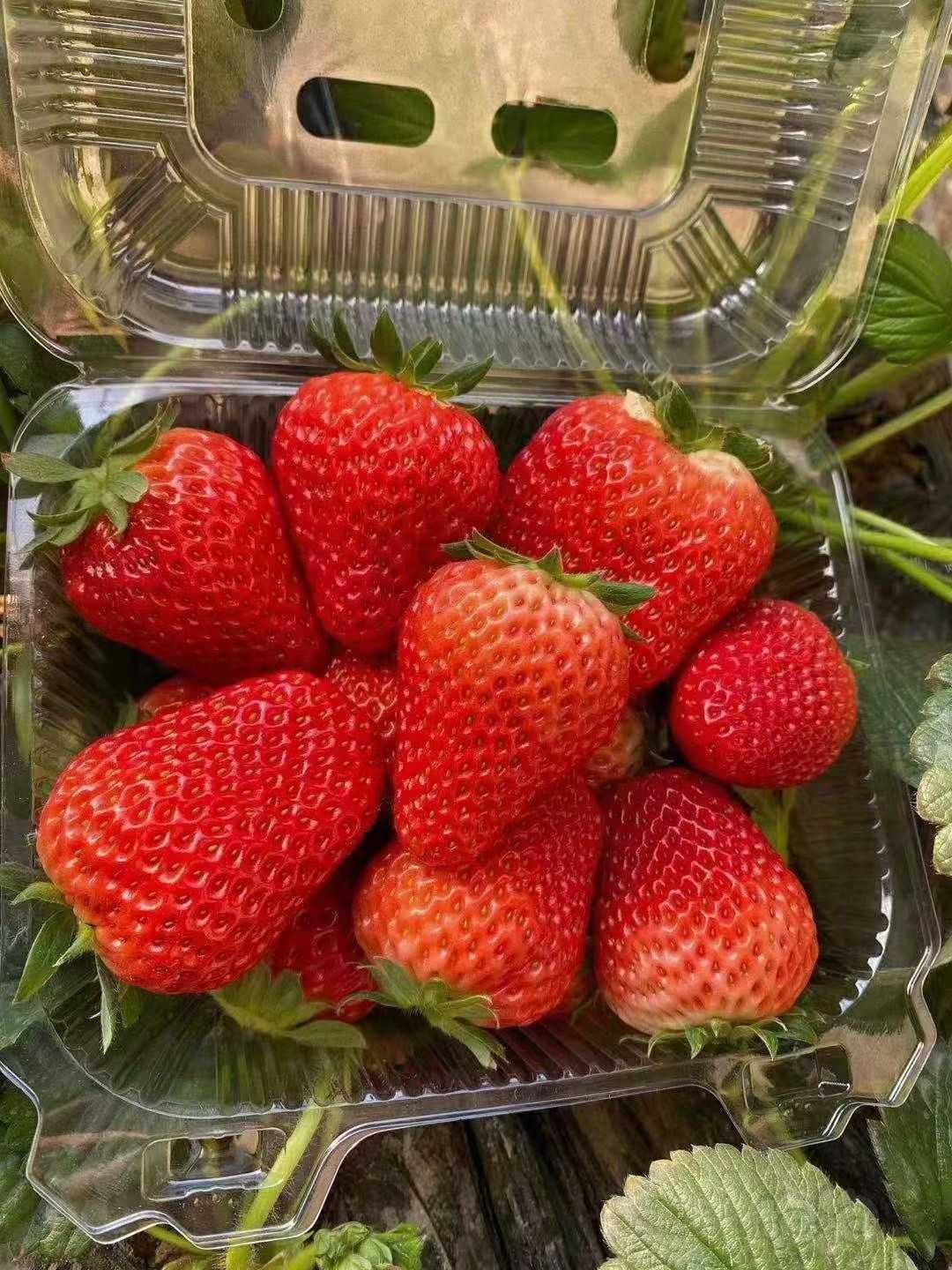 摘草莓咯-图1