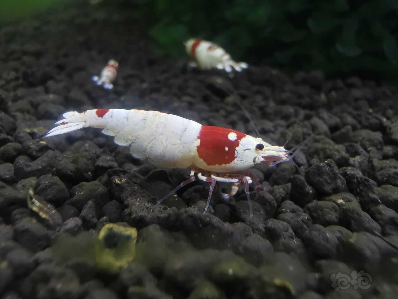 红白水晶虾-图3