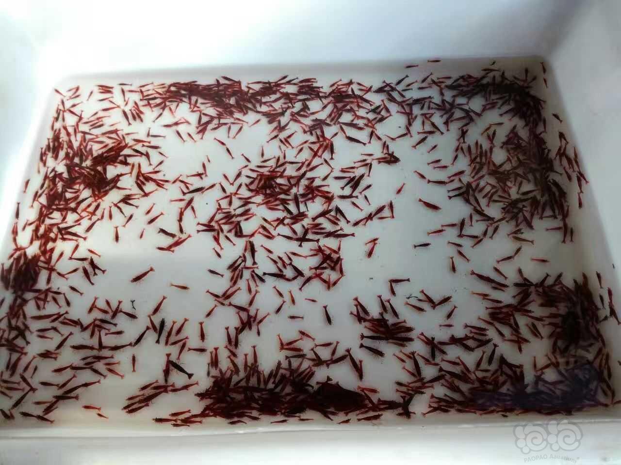 血腥玛丽种虾-图1