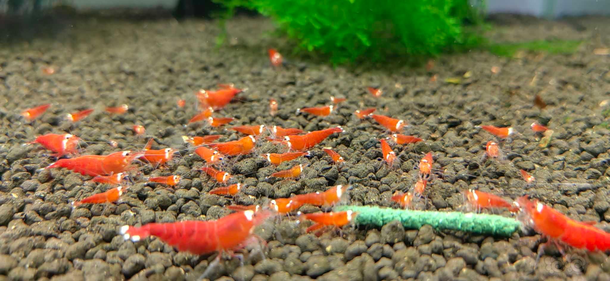 【水晶虾】圣诞红水晶虾-图3