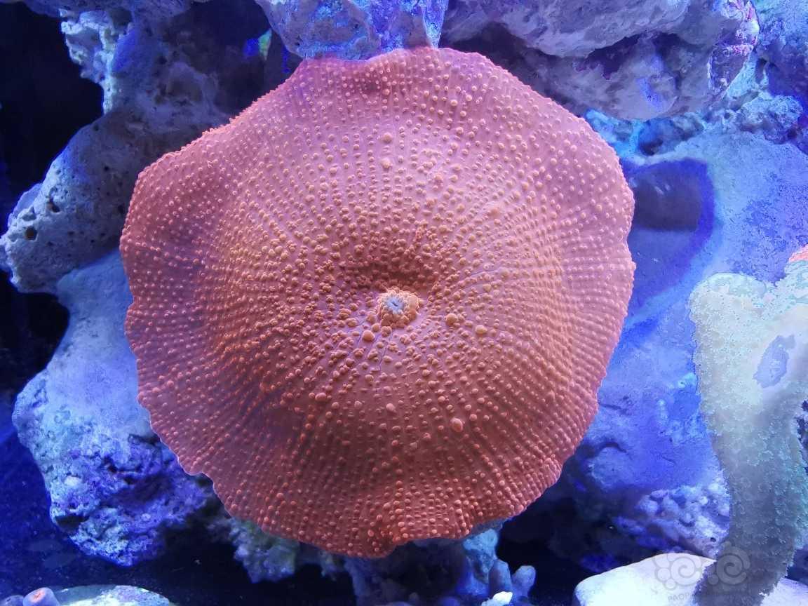 华为微距下的珊瑚-图2
