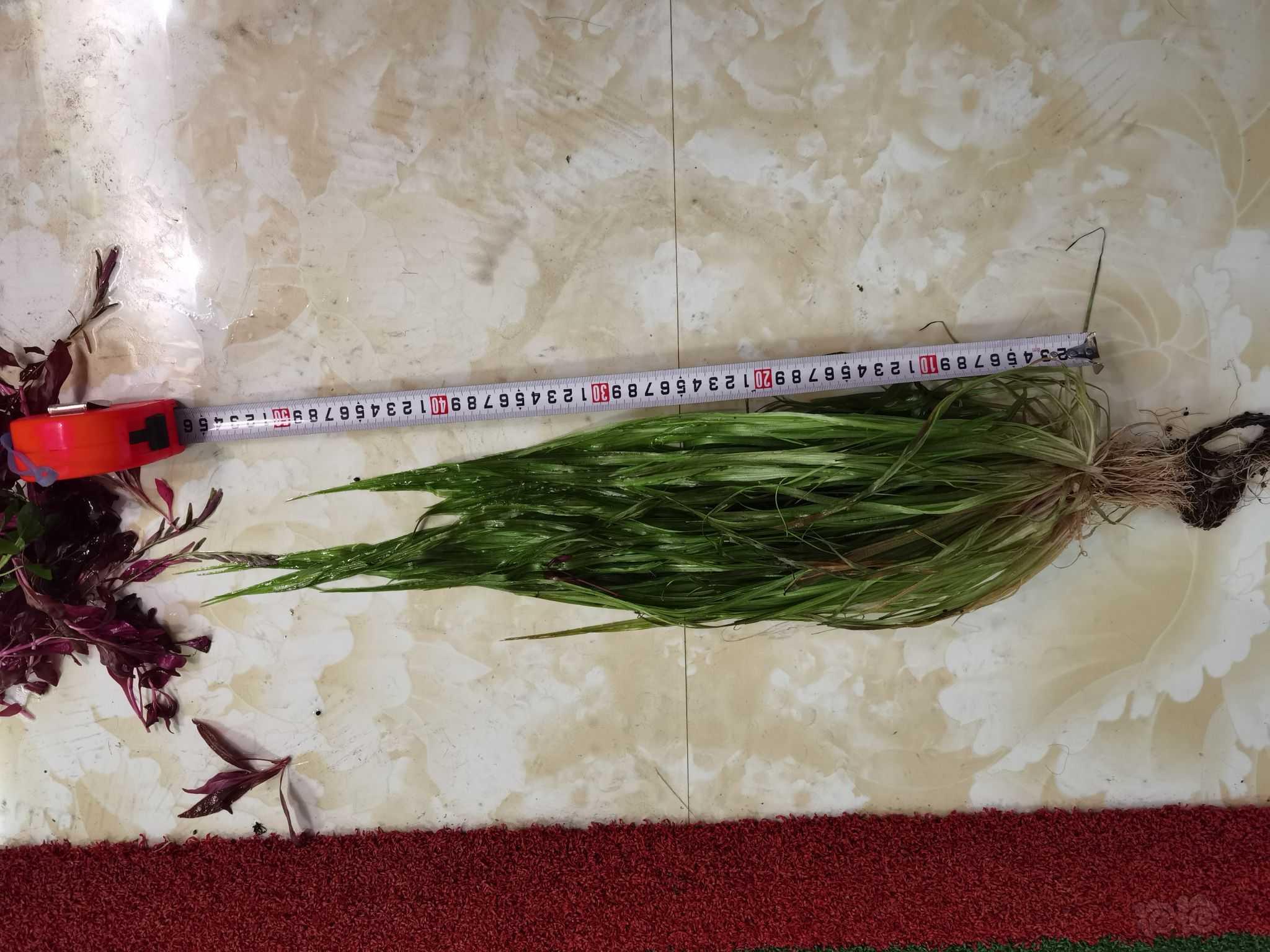 便宜打头草和大颗大箦藻-图1