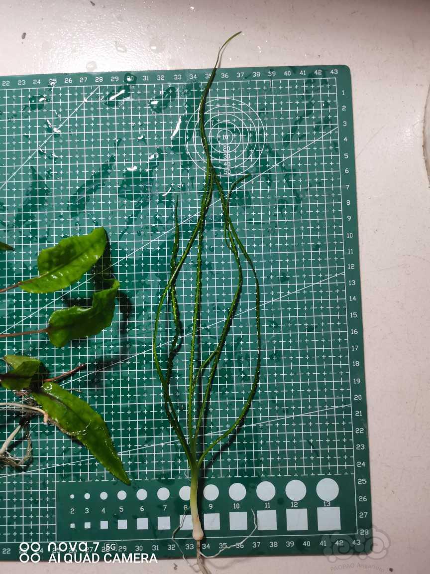 出一版椒草，都是繁殖母猪，细叶龙鞭一颗，黑木、三叶蕨，细叶铁-图5