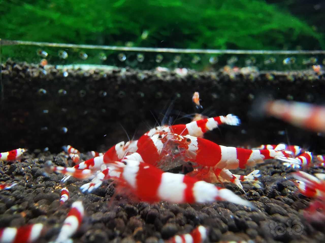 【水晶虾】出两组红白三段小苗-图1